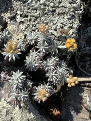 Helichrysum galpinii