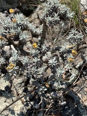 Helichrysum galpinii