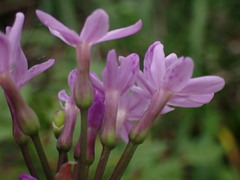 Tulbaghia maritima
