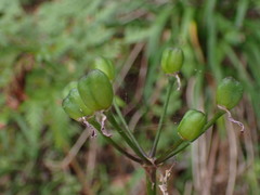 Tulbaghia maritima