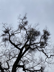 Loranthus europaeus