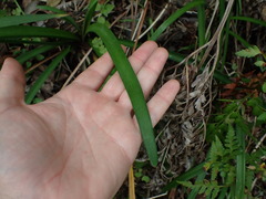 Tulbaghia maritima