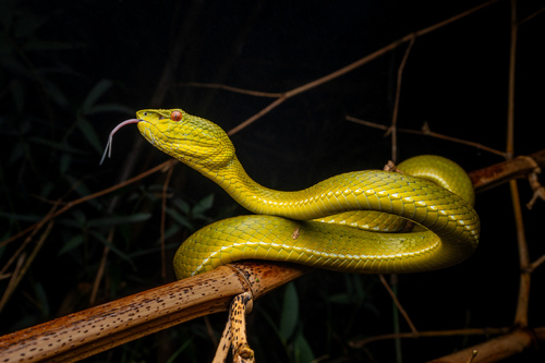 Chinese Green Tree Viper, photo 7 of 8