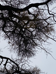 Loranthus europaeus