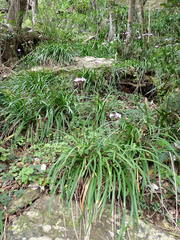 Tulbaghia maritima