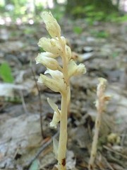 Monotropa hypopitys