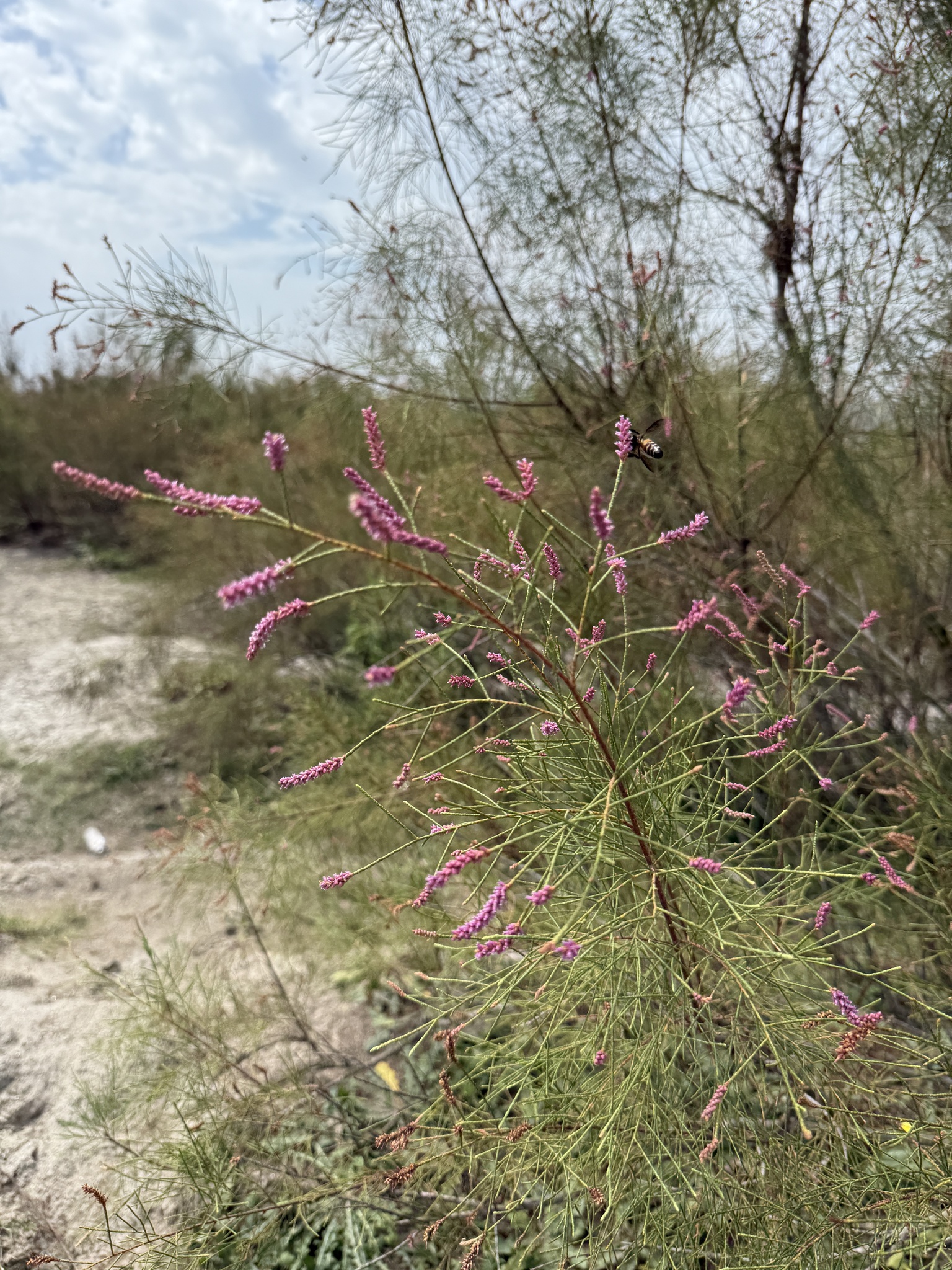 Tamarix dioica