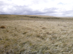 Cortaderia pilosa