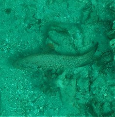 Cephalopholis cyanostigma