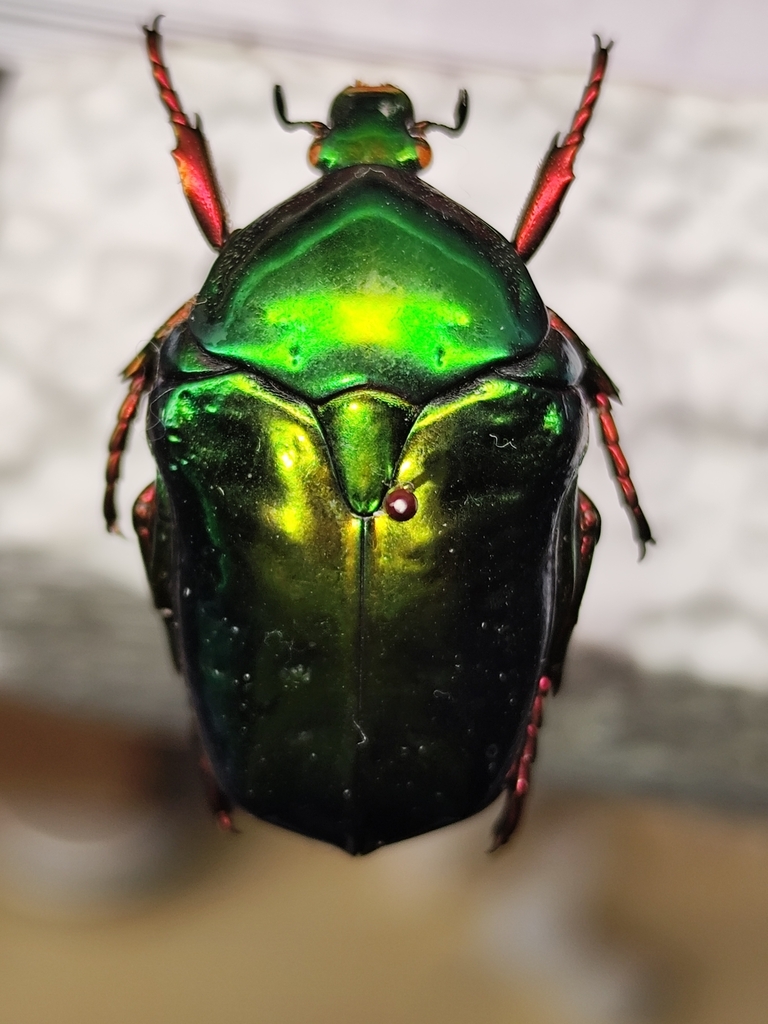 Protaetia fulgidipes