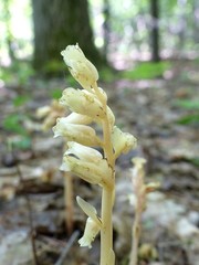 Monotropa hypopitys