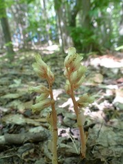 Monotropa hypopitys