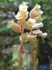 Monotropa hypopitys