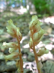 Monotropa hypopitys