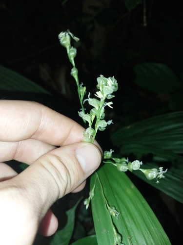 Scrotochloa urceolata observed 2025-09-25