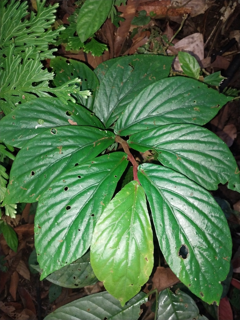 Begonia rotundibracteata
