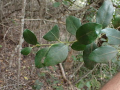 Robsonodendron eucleiforme