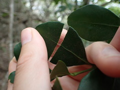 Robsonodendron eucleiforme