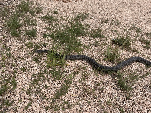 Inland Carpet Python sighting