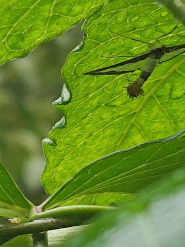 Cucumber Moth