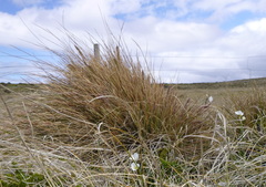 Poa alopecurus