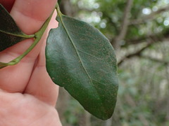 Robsonodendron eucleiforme