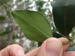 Robsonodendron eucleiforme