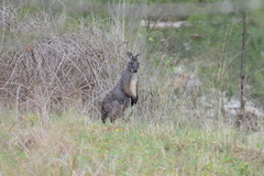 Osphranter robustus robustus
