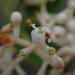 Olea capensis capensis - Photo (c) Adriaan Grobler,  זכויות יוצרים חלקיות (CC BY-NC), הועלה על ידי Adriaan Grobler