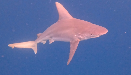 Carcharhinus plumbeus, 2025-10-01