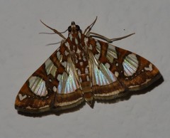 Glyphodes sibillalis