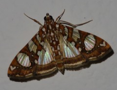 Glyphodes sibillalis