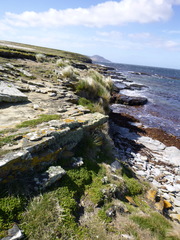 Poa flabellata