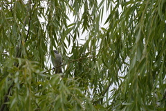Plectorhyncha lanceolata