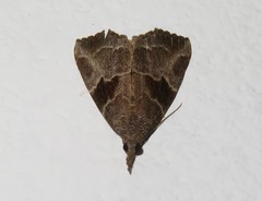 Hypena drucealis