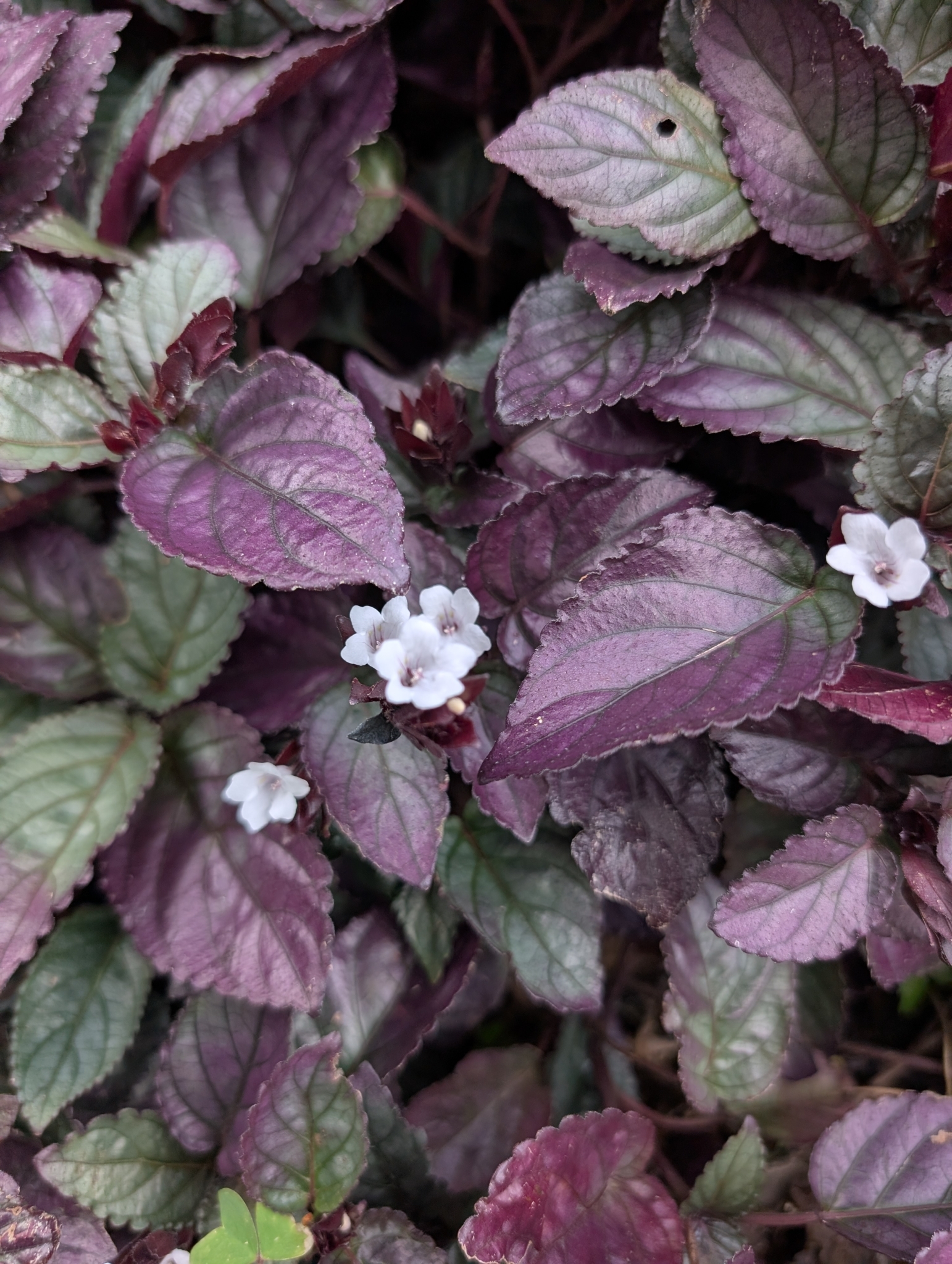 Redivy (Strobilanthes alternata)