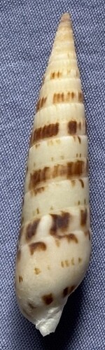 Oxymeris chlorata observed 2022-08-24