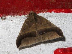 Pseudophisma aeolida