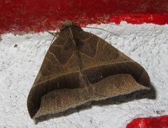 Pseudophisma aeolida