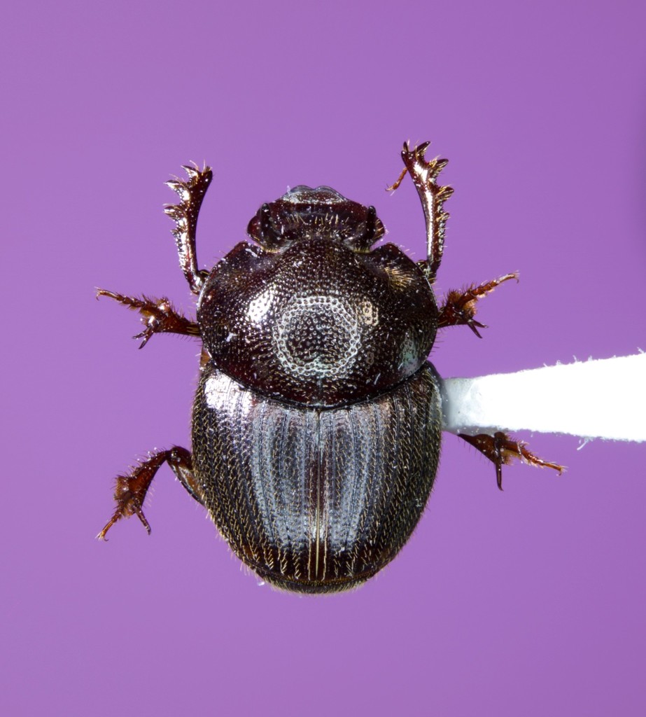 Lined Dung Beetle