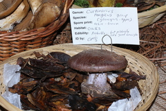 Cortinarius magicus