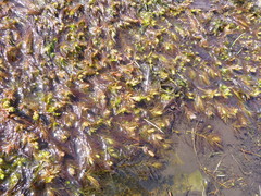 Myriophyllum quitense