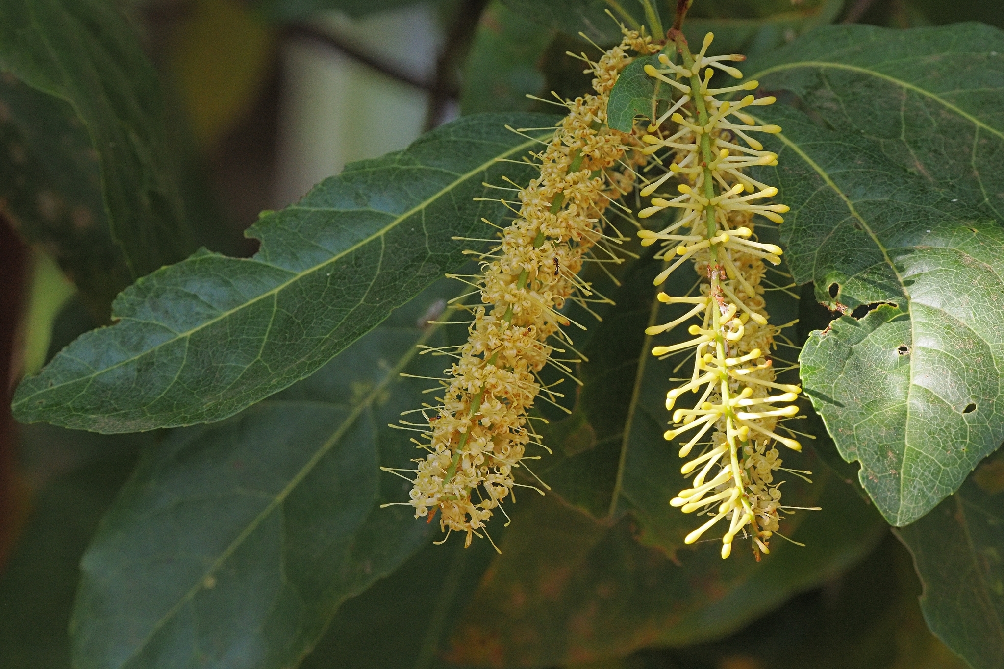 Helicia australasica