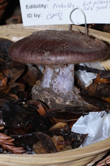 Cortinarius magicus