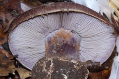 Cortinarius magicus