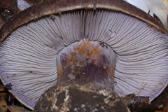 Cortinarius magicus
