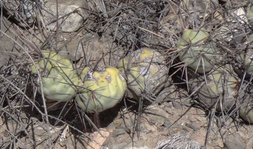 Tephrocactus aoracanthus