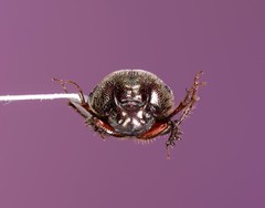 Onthophagus striatulus