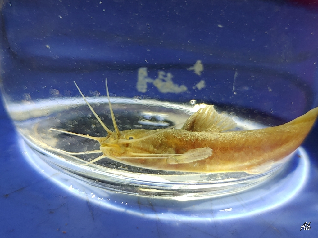 Indische bergmeerval (Amblyceps mangois) — Amblycipitidae