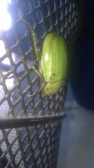 Pelidnota prasina